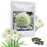 RIESEN LAUCH WEISS (Allium giganteum) - 30 Samen/Pack - Zierlauch - Winterhart - Riesenlauch