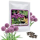 Magic of Nature Riesen Zierlauch - 30 Samen je Pack - Optimales Wachstum bis zu 150cm - Winterharte...