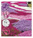 BALDUR Garten Winterharter Bodendecker Phlox-Stauden 'Flowers of the Sea', 4er Pflanzen-Mix,...