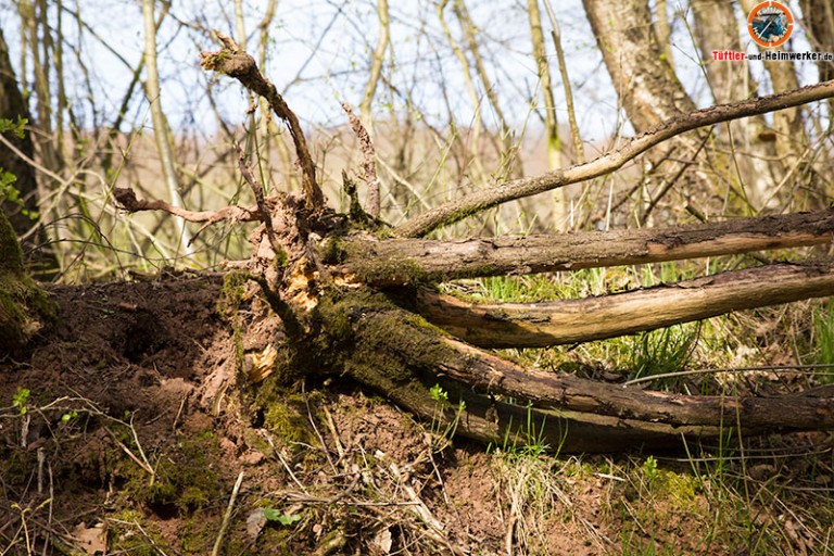 Sturmschaden Wer zahlt bei umgefallenem Baum auf Haus