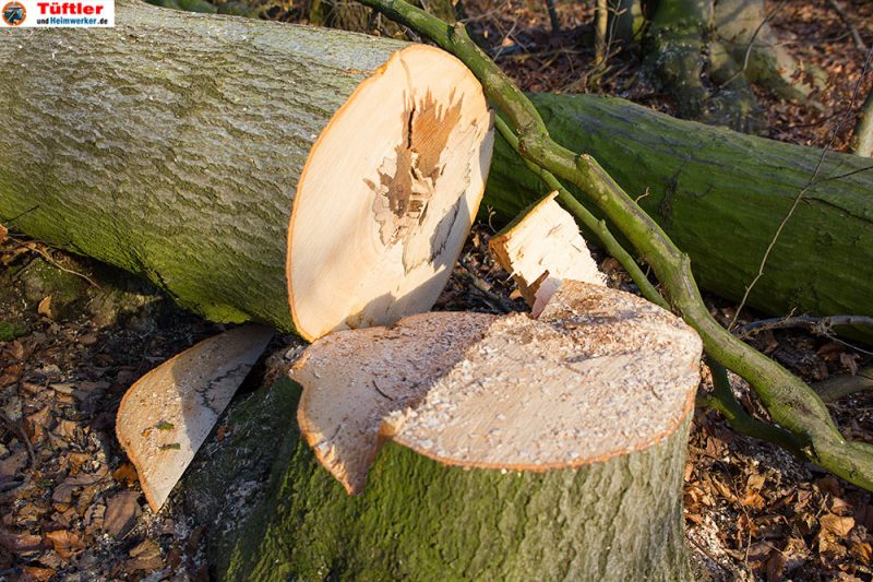 Baumfällung Wann darf man eigenen Baum fällen?Tueftler